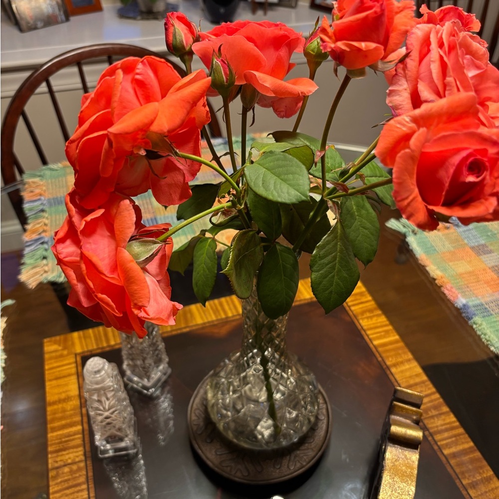 floribunda “America” climbing pink rose bush, plus 2 Stargazer Amaryllis bulbs. - Picture 3 of 6